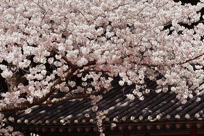 Cherry Blossom Tour in East Jeju Island & Women Divers Show - Key Points