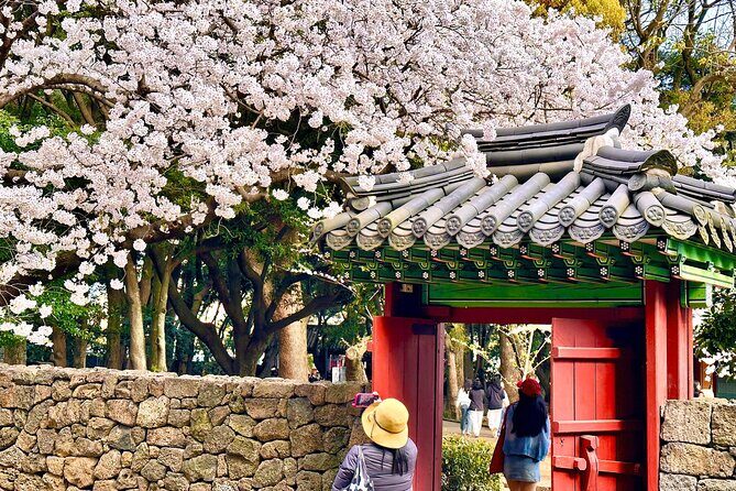 Cherry Blossom Tour in East Jeju Island & Women Divers Show - The Itinerary: What You Can Expect