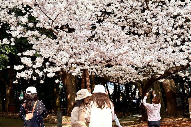 Cherry Blossom Tour in East Jeju Island & Women Divers Show - Reviews and Authentic Insights