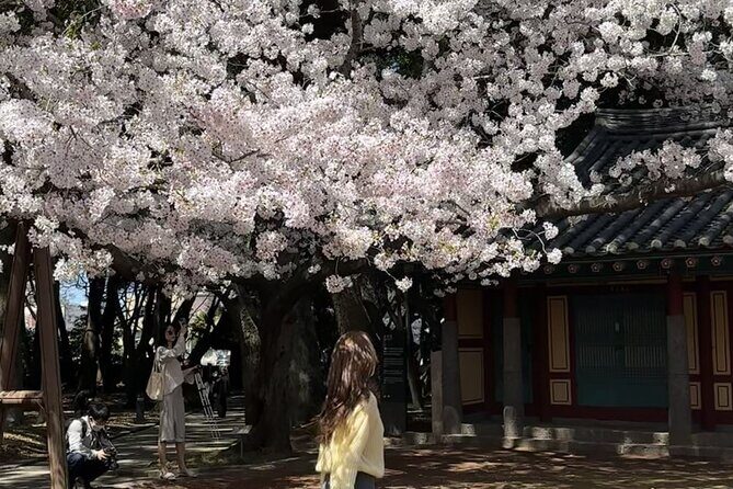 Cherry Blossom Tour in East Jeju Island & Women Divers Show - FAQ