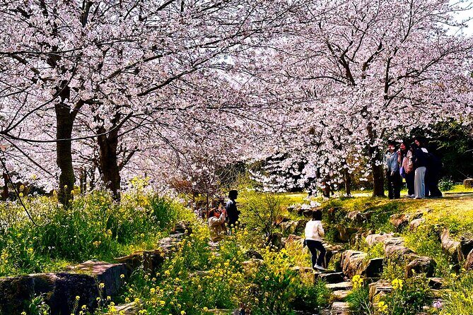 Cherry Blossom Tour in South Jeju Island & Tangerine Cafe - FAQ