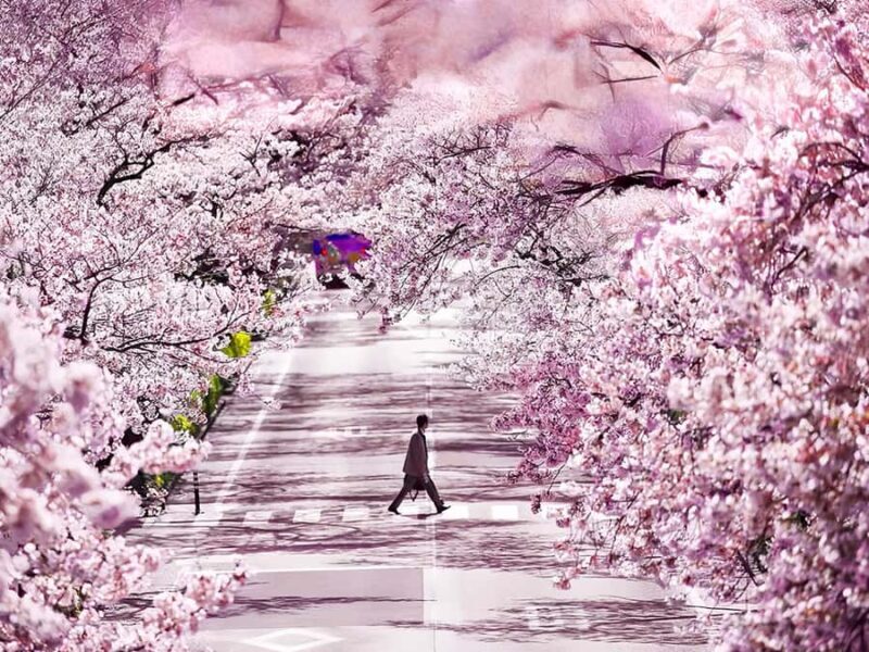 Cherry Blossom Tunnel & Sea: A Spring Day Tour of Ibaraki - Exploring Ibaraki’s Cherry Blossom Treasures