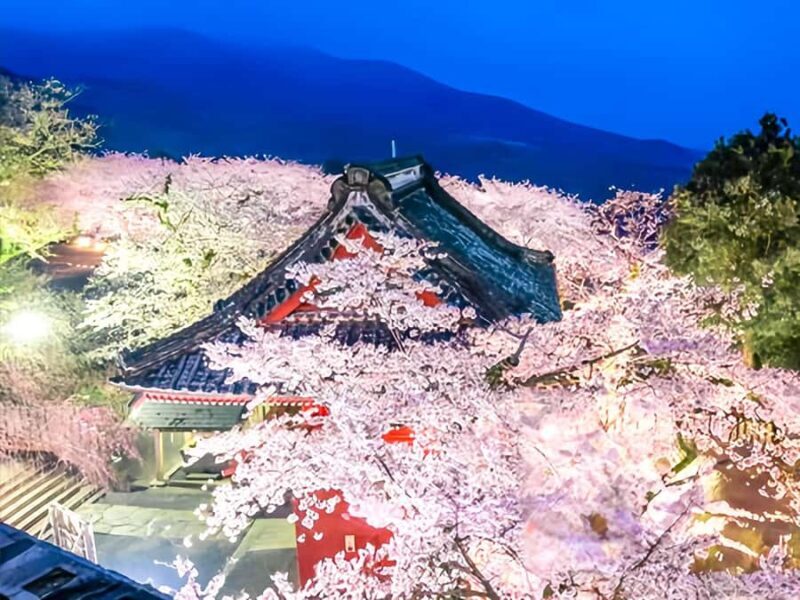 Cherry Blossom Tunnel & Sea: A Spring Day Tour of Ibaraki - Transportation & Group Dynamics