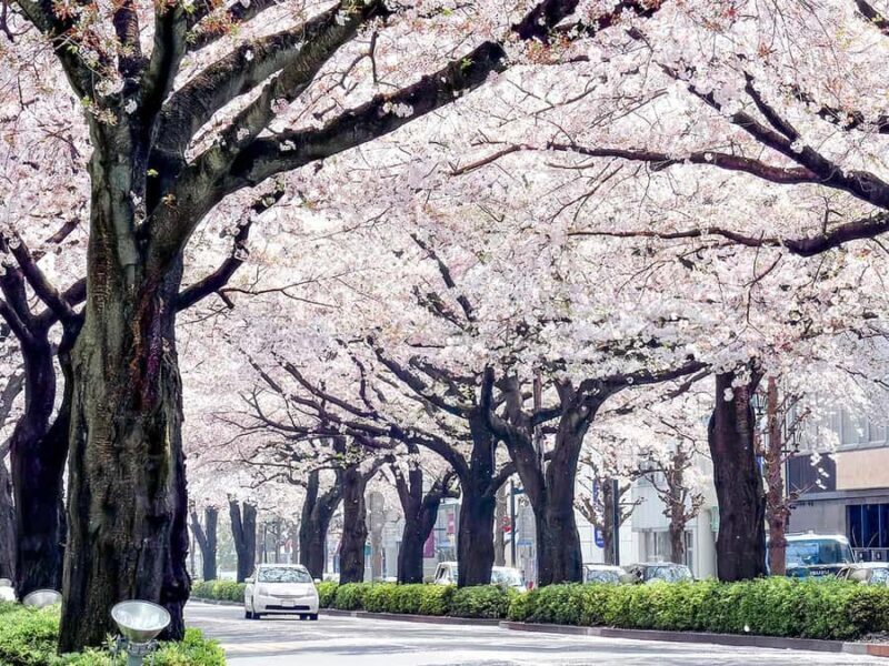 Cherry Blossom Tunnel & Sea: A Spring Day Tour of Ibaraki - Who Will Love This Tour?