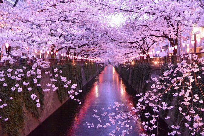 Cherry Blossom Viewing Tour at Meguro River with Authentic meal - Key Points