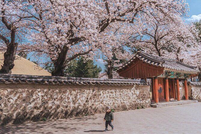 [Cherry blossom]Gyeongju Tour from SEOUL transfer to BUSAN - Discovering Gyeongju in Spring: An In-Depth Review