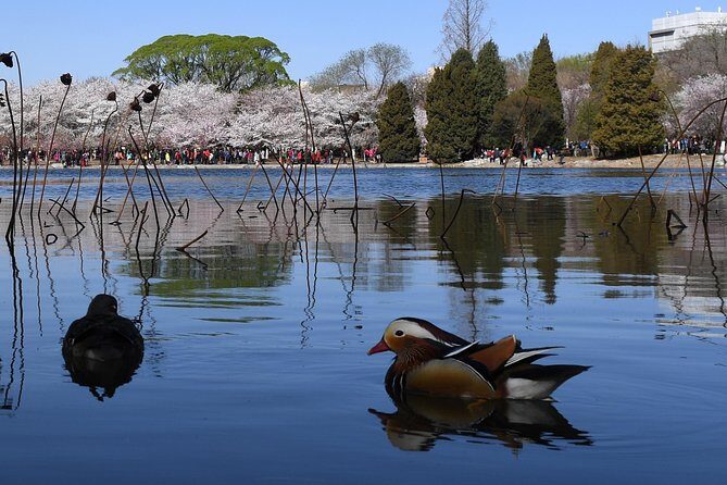 Cherry Blossoms trip in Yuyuantan Park - What to Expect from the Cherry Blossoms trip in Yuyuantan Park