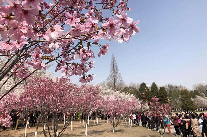 Cherry Blossoms trip in Yuyuantan Park - FAQ