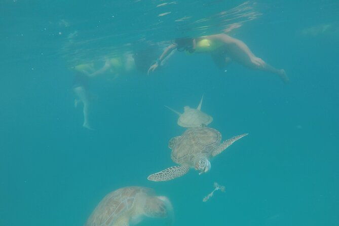 ches-snorkel-trip-turtles-shipwrecks-photos-semi-private