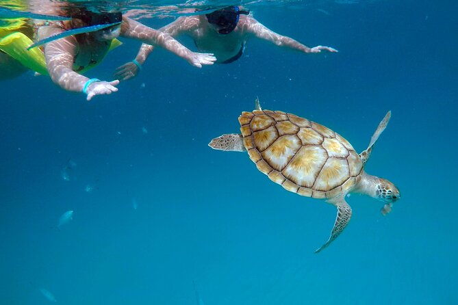 ches-snorkel-trip-turtles-shipwrecks-photos-semi-private