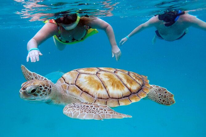 ches-snorkel-trip-turtles-shipwrecks-photos-semi-private