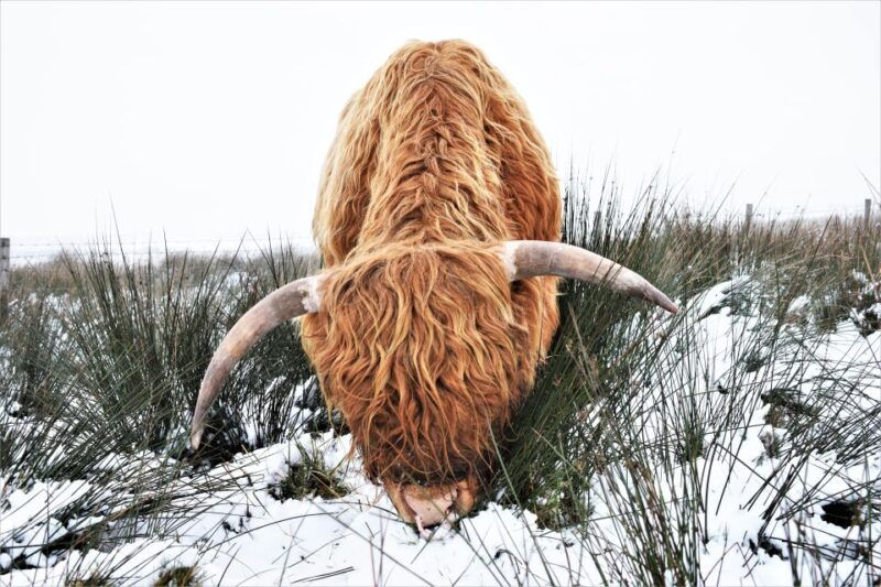 cheshire-digital-self-guided-walk-with-maps-discount