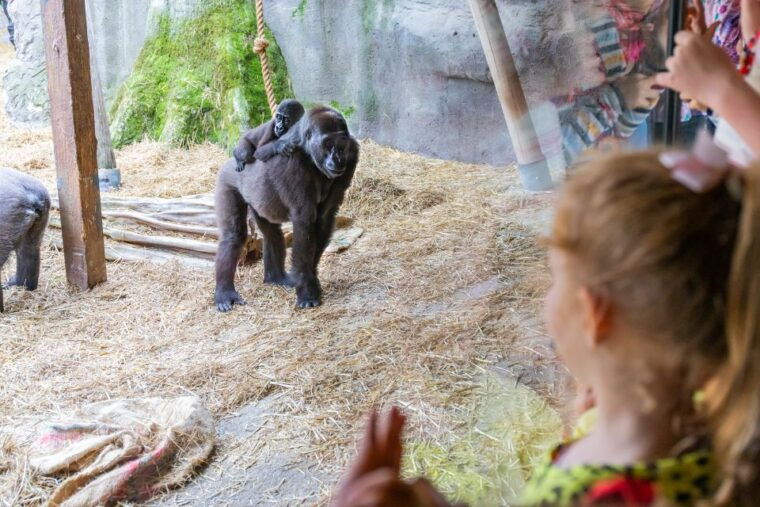 chessington-world-of-adventures-resort-entrance-ticket