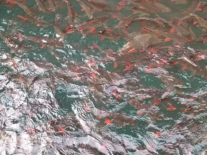 Chewlan Lake Day Trip No Trekking - Frequently Asked Questions