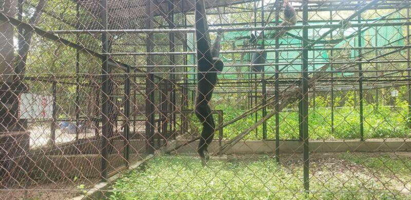 chi-so-mountain-_-ta-moa-zoo_-bati-temple-tour