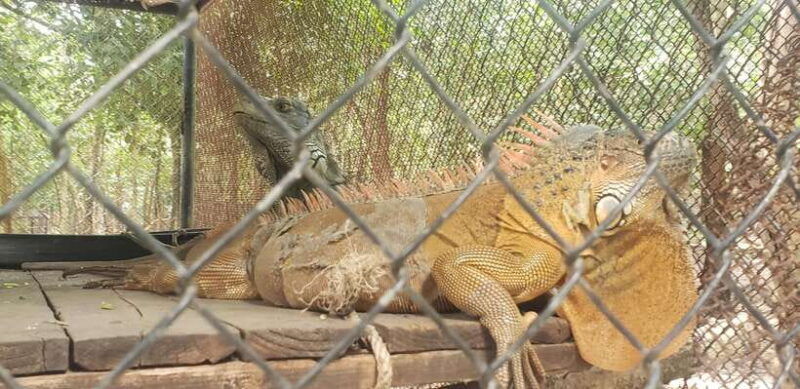 chi-so-mountain-_-ta-moa-zoo_-bati-temple-tour