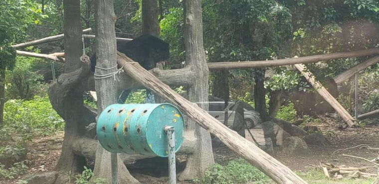 chi-so-mountain-_-ta-moa-zoo_-bati-temple-tour