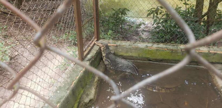 chi-so-mountain-_-ta-moa-zoo_-bati-temple-tour