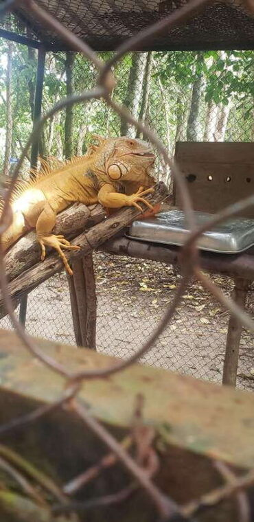 chi-so-mountain-_-ta-moa-zoo_-bati-temple-tour