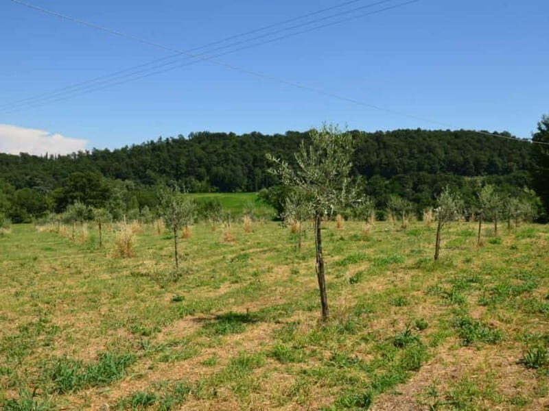 Chianciano: Olive Mill Tour with Oil and Food Tasting - Key Points