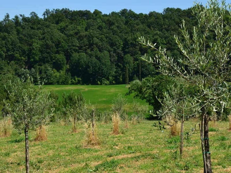 Chianciano: Olive Mill Tour with Oil and Food Tasting - Practical Details and Tips