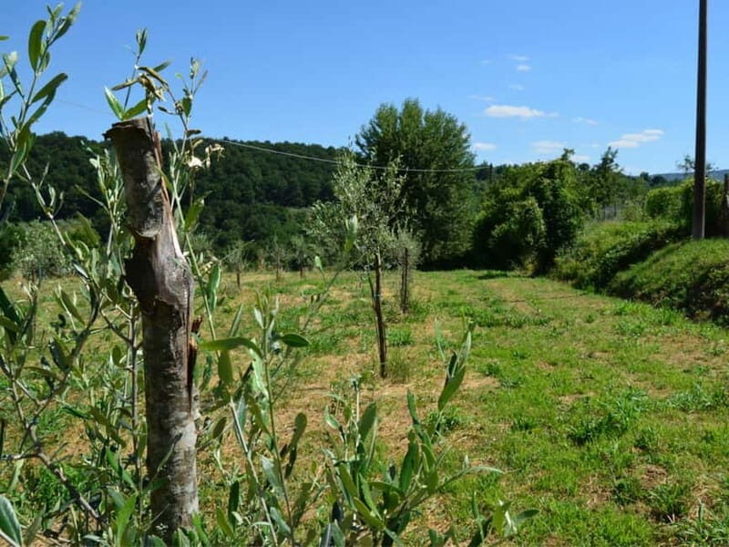 Chianciano: Olive Mill Tour with Oil and Food Tasting - Final Thoughts