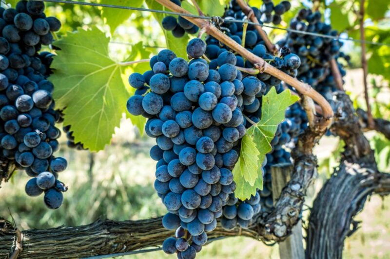 chianciano-terme-private-guided-winery-tour-wine-tasting