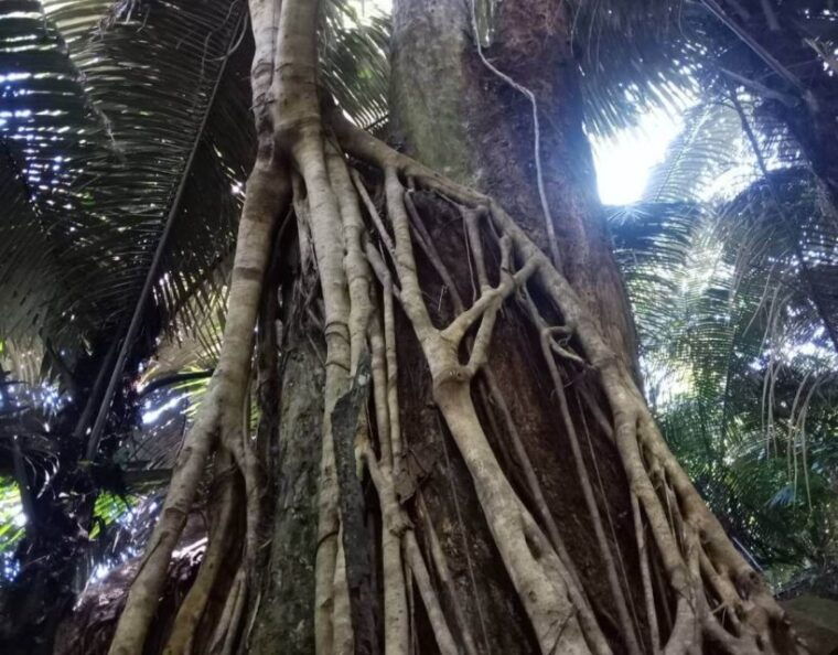 chiang-dao-trekking-hidden-village-adventure