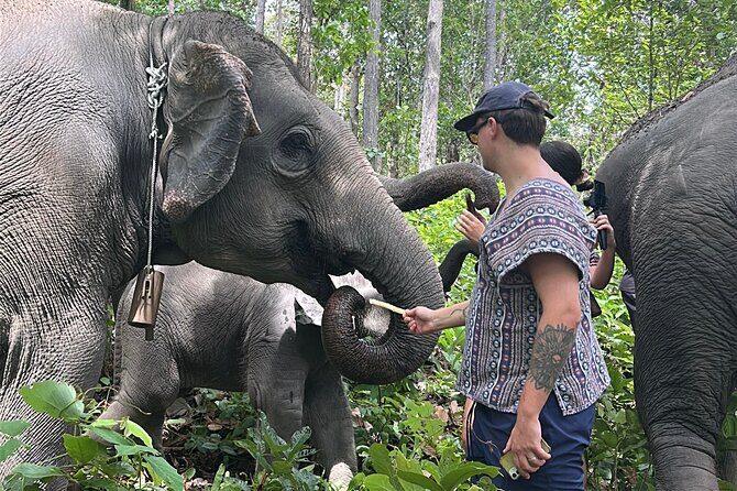 Chiang Mai 1 Day: Elephant Sanctuary, Waterfall & Bamboo Rafting - The Sum Up