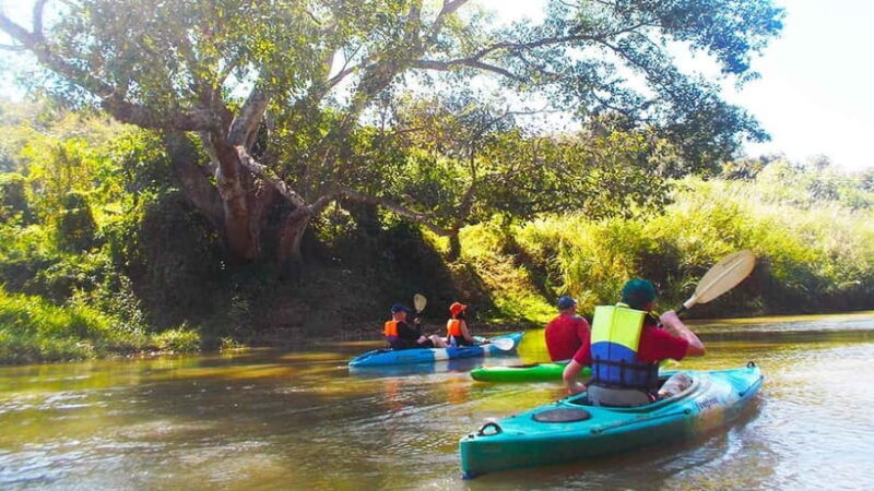 Chiang Mai: 15 km Leisure River Kayaking at Mae Ngat forest - Potential Drawbacks to Consider