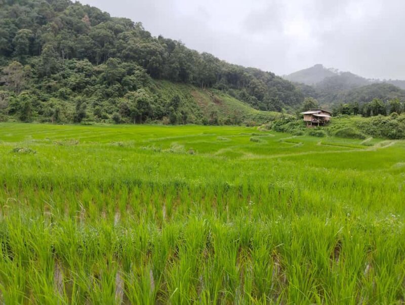 Chiang Mai: 2-Days Chiang Mai Hill tribe Trek - An Authentic 2-Day Thai Adventure
