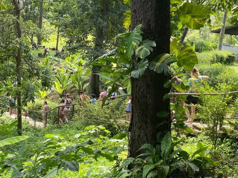 Chiang Mai: Afternoon Bua Tong Sticky Waterfall by Red Taxi - Authentic Experiences and Feedback from Travelers