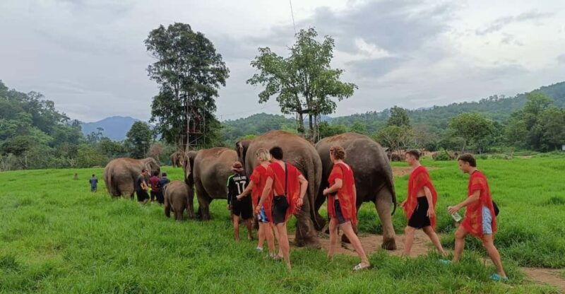 chiang-mai-atv-tour-elephant-care
