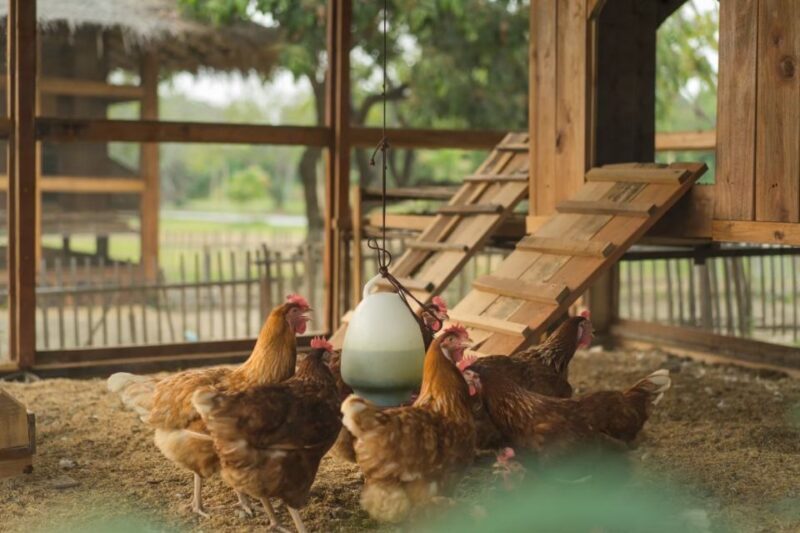 Chiang Mai: Authentic Cooking Class with Market & Farm Visit - Final Thoughts