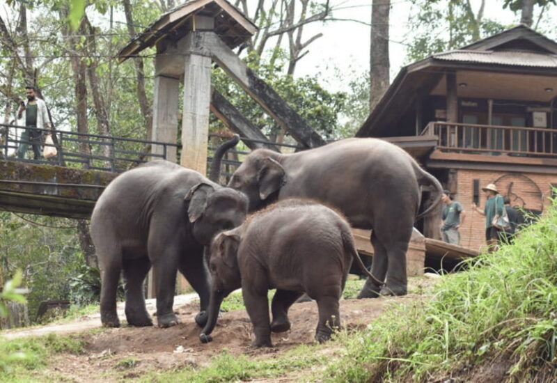 chiang-mai-bamboo-rafting-with-hotel-transfers