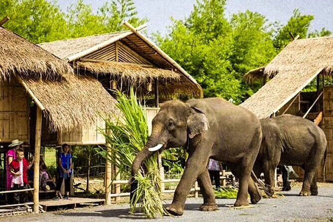 Chiang Mai Chapulin Elephant Care and Sticky Waterfall - FAQs