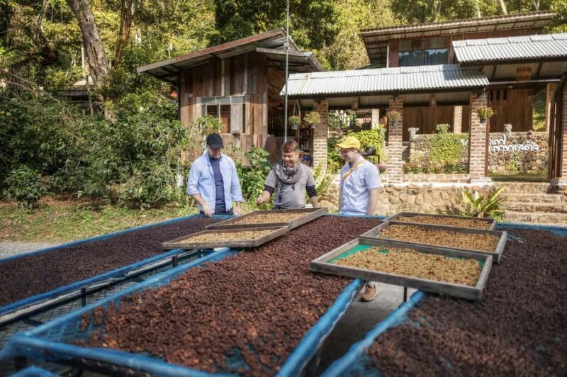 Chiang Mai : Coffee Process & Tasting  From Cherry to Cup - Key Points