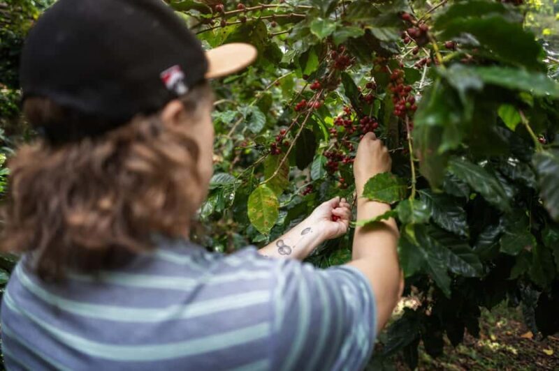 Chiang Mai : Coffee Process & Tasting  From Cherry to Cup - What Makes This Tour Special?