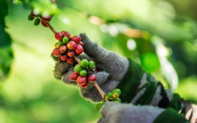 Chiang Mai : Coffee Process & Tasting  From Cherry to Cup - The Value of the Tour
