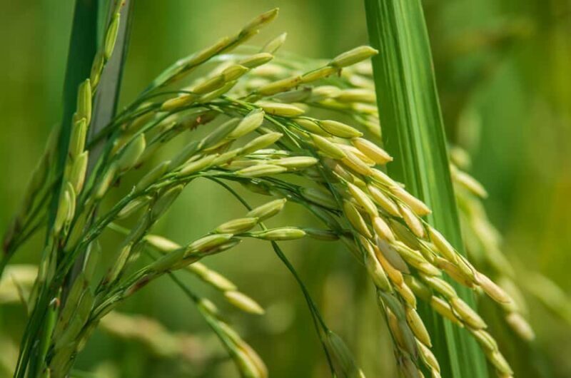 Chiang Mai: Countryside Adventure by Bike - Final Thoughts