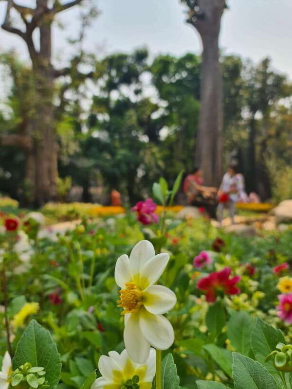 chiang-mai-dantewada-land-of-angels-sticky-waterfall-tour