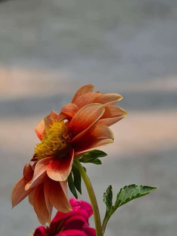 chiang-mai-dantewada-land-of-angels-sticky-waterfall-tour