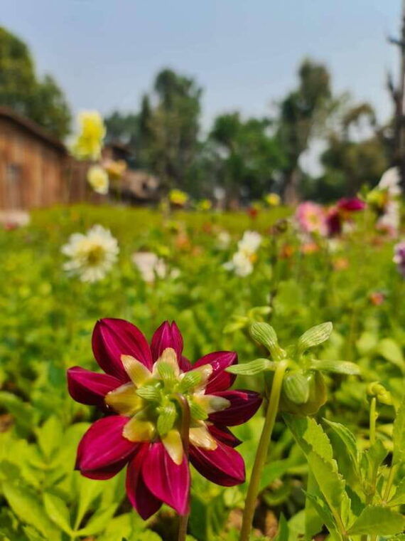 chiang-mai-dantewada-land-of-angels-sticky-waterfall-tour