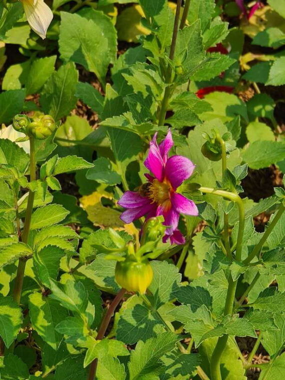 chiang-mai-dantewada-land-of-angels-sticky-waterfall-tour