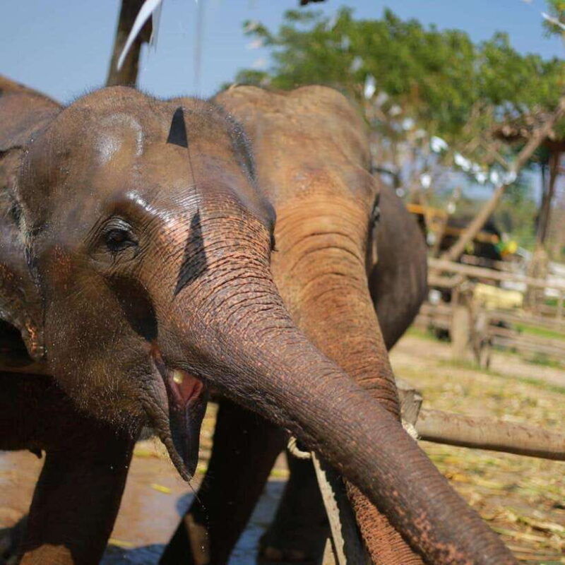chiang-mai-dantewada-wat-ban-den-temple-cafe-elephant