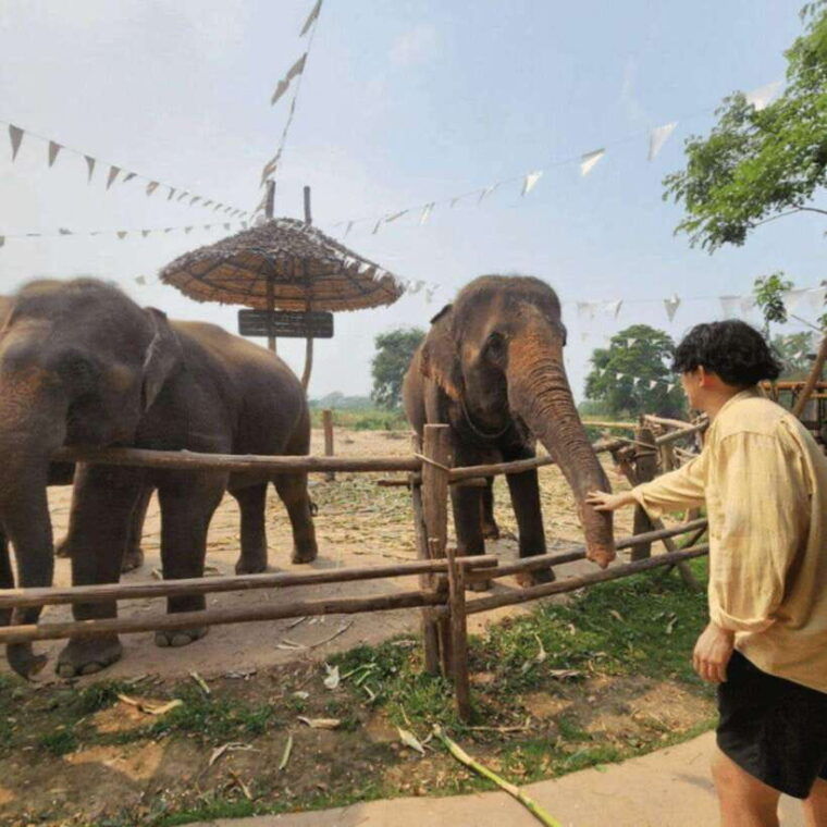 chiang-mai-dantewada-wat-ban-den-temple-cafe-elephant
