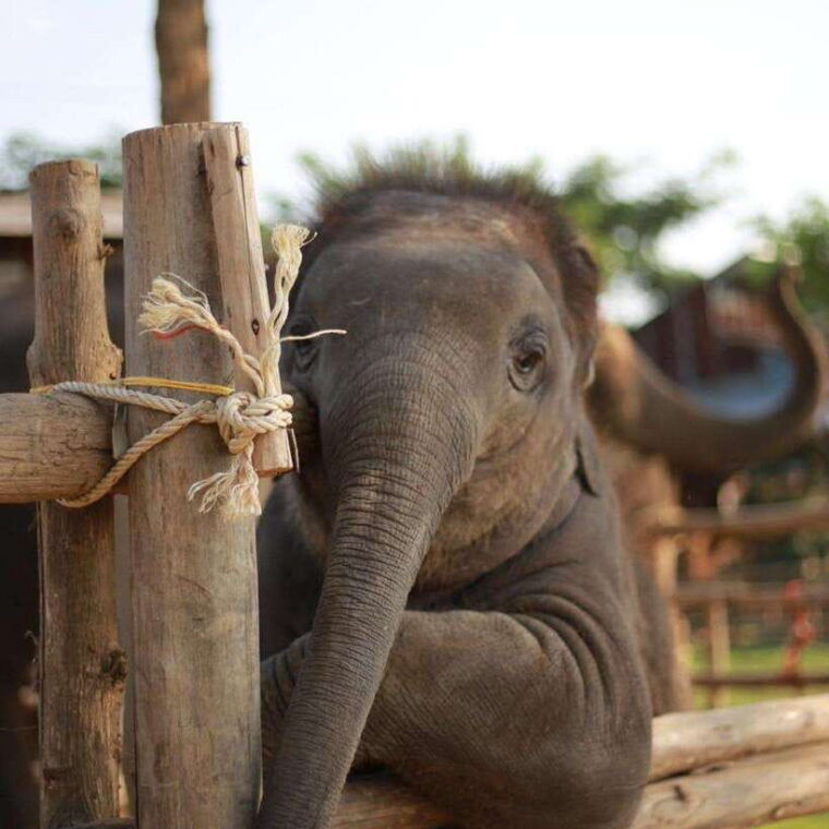 chiang-mai-dantewada-wat-ban-den-temple-cafe-elephant