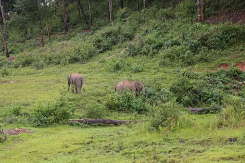 Chiang Mai: Day for Elephant Observation Only Half-day Trip - FAQs
