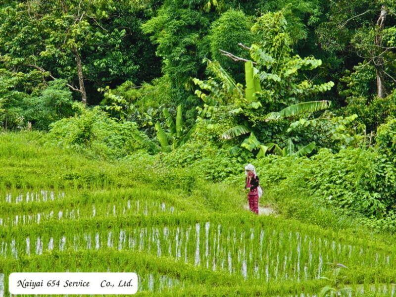 chiang-mai-doi-inthanon-day-tour-with-a-local-by-songthaew