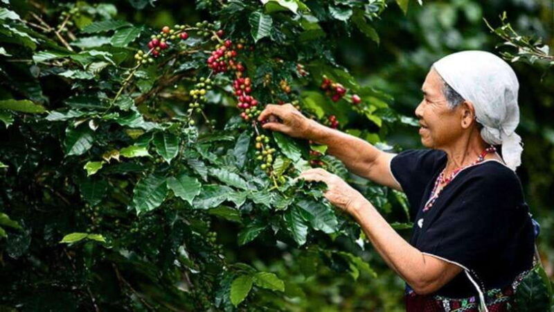 chiang-mai-doi-inthanon-national-park-sightseeing-only